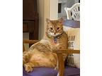 Adopt Obi a Orange or Red Tabby (medium coat) cat in Collingswood, NJ (39179022)