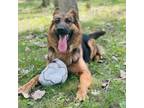 Adopt Kira a Brown/Chocolate German Shepherd Dog / Mixed dog in Walker