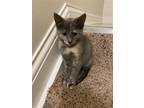 Adopt Gracie Girl a Calico or Dilute Calico Calico / Mixed (short coat) cat in