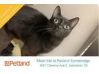 Adopt GERALD a All Black Domestic Mediumhair / Mixed (medium coat) cat in