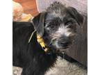 Adopt Kamala a Gray/Blue/Silver/Salt & Pepper Mixed Breed (Small) / Terrier