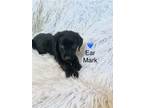 Adopt Ear Mark a Black Labrador Retriever / Australian Shepherd / Mixed dog in