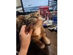 Adopt Lilly a Brown Tabby Domestic Shorthair / Mixed (short coat) cat in Omaha