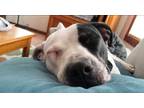 Adopt Isley (Eye-lee) a White - with Black American Pit Bull Terrier / Mixed dog