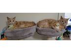 Adopt Mr Meow & Charlotte a Orange or Red Domestic Shorthair / Mixed (short