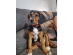 Adopt Boudreaux a Black - with Tan, Yellow or Fawn Beagle / Hound (Unknown Type)