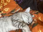 Adopt Nebula a Gray, Blue or Silver Tabby Tabby / Mixed (short coat) cat in