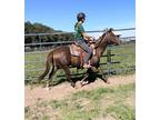 Adopt Zoe a Quarterhorse / Mixed horse in Houston, TX (39090038)