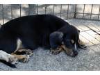 Adopt Midnight a Black Beagle / Australian Shepherd / Mixed dog in Aurora