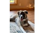 Adopt Neo a Border Collie / Mixed dog in Omaha, NE (39175761)