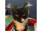 Adopt Snowcone a All Black Domestic Mediumhair / Mixed cat in Port Richey