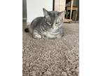 Adopt Cali a Gray or Blue (Mostly) Pixiebob cat in Apache Junction