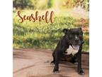 Adopt Seashell a Black Staffordshire Bull Terrier / Mixed dog in Philadelphia