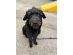 Adopt Reggie a Black Terrier (Unknown Type, Small) / Mixed dog in Westland