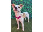 Adopt Chicken Little a White - with Tan, Yellow or Fawn Jack Russell Terrier /