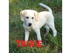 Adopt Trixie a White - with Tan, Yellow or Fawn Beagle / Labrador Retriever /