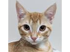 Adopt Strudel a Orange or Red Tabby Domestic Shorthair (short coat) cat in