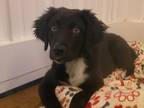 Adopt Echo a Black - with White Border Collie / Australian Shepherd / Mixed dog