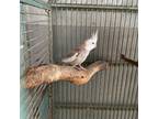 Adopt Themis a Cockatiel bird in FREEPORT, FL (39179125)