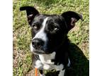 Adopt Betty Lou a Black Hound (Unknown Type) / Border Collie / Mixed dog in