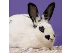 Adopt Charlie a Other/Unknown / Mixed rabbit in Richmond, CA (39179098)