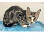 Adopt Rocco a Brown Tabby Domestic Shorthair (short coat) cat in McMinnville