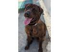 Adopt Pizza The Hut* a Mastiff / Mixed dog in Pomona, CA (39178989)