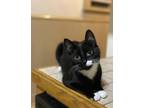 Adopt Catness a Black & White or Tuxedo Domestic Shorthair / Mixed (short coat)