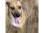 Adopt Barney a Tan/Yellow/Fawn - with Black Beagle / Terrier (Unknown Type