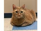 Adopt Buster a Domestic Shorthair / Mixed cat in Sioux City, IA (39178965)