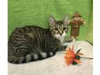 Adopt Eenie a Domestic Shorthair / Mixed (short coat) cat in Columbus