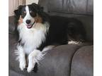 Adopt 0433 Tucker a Black - with White Australian Shepherd / Mixed dog in