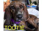 Adopt Tootie a Plott Hound / Mixed dog in Lebanon, CT (39178819)