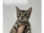 Adopt Rousham a Brown or Chocolate Domestic Shorthair / Domestic Shorthair /