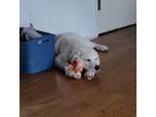 Adopt Remy a White Great Pyrenees / Maremma Sheepdog / Mixed dog in Hillsboro