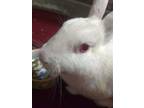 Adopt Oliver (fostered in Omaha) a White Florida White / Mixed rabbit in