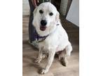 Adopt Burnett a White Great Pyrenees / Mixed dog in Belvidere, IL (39178725)