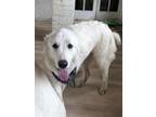 Adopt Boops a White Great Pyrenees / Mixed dog in Belvidere, IL (39178710)