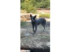 Adopt Harley a Gray/Silver/Salt & Pepper - with White Australian Cattle Dog /