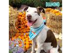 Adopt Diamond a White Labrador Retriever / Great Pyrenees dog in Omaha