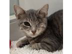 Adopt Joe (Bonded with Meg) a Brown Tabby Domestic Shorthair (short coat) cat in