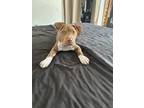 Adopt Tupac a Brown/Chocolate - with White Mutt / American Pit Bull Terrier /