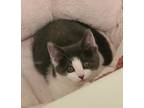 Adopt Janet a Domestic Shorthair cat in Burlington, VT (39178736)