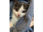 Adopt Annie a Domestic Shorthair cat in Burlington, VT (39178735)