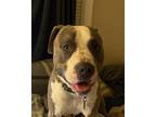 Adopt Zeus a Brindle - with White American Pit Bull Terrier / Cane Corso / Mixed