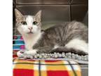 Adopt Lulu a White Domestic Shorthair / Mixed cat in Moose Jaw, SK (39178703)