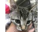 Adopt 230908F051 a Brown or Chocolate American Shorthair / Mixed cat in