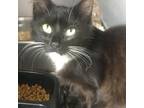 Adopt 230906F029 a All Black American Shorthair / Mixed cat in Cleveland