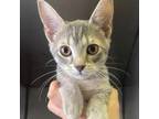 Adopt 230901F005 a Gray or Blue Balinese / Mixed cat in Cleveland, AL (39178690)