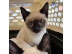 Adopt Arugula a Siamese / Mixed (short coat) cat in Aberdeen, WA (39178684)